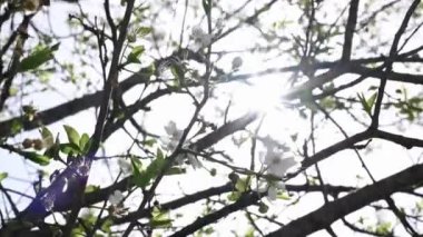 İlkbaharda beyaz çiçeklerle çiçek açan bir dalda güneş parlıyor.