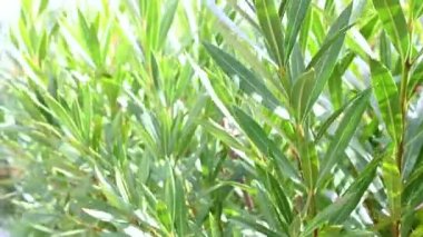 Yazın öğleden sonra güneşte yeşil yapraklı çalılar.