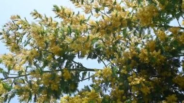 Parkta sarı topları olan mimoza ağacının dalları ilkbahar öğleden sonra mavi gökyüzünün arka planında.