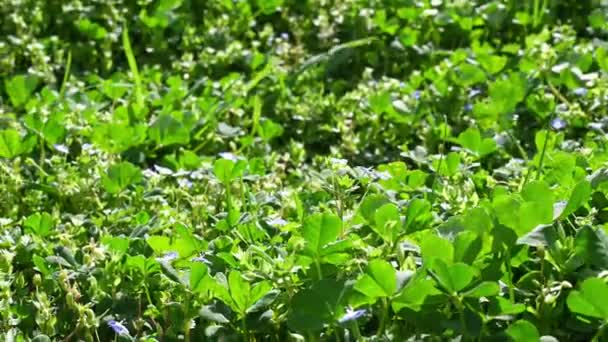 Młody Świeże Zielone Jasne Zielone Trawy Niebieskimi Kwiatami Wiosenne Popołudnie — Wideo stockowe