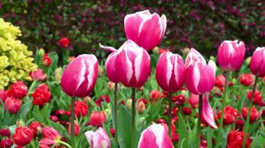 Çiçek tarhında kırmızı laleler.