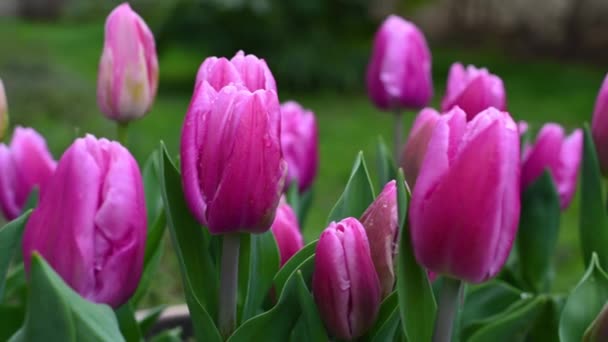 Czerwone Tulipany Klombie Kwiatu Zbliżenie — Wideo stockowe