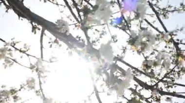  İlkbaharda beyaz çiçeklerle çiçek açan bir dalda güneş parlıyor.