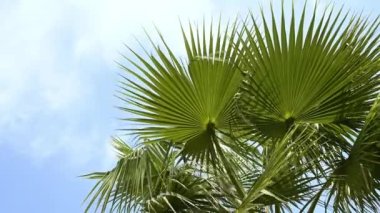 Yazın öğleden sonra mavi gökyüzüne karşı rüzgarda savrulan yeşil palmiye yaprakları