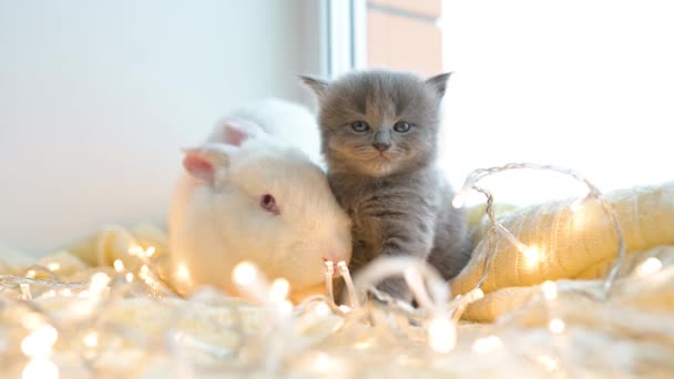 Little Cute Fluffy Kitten Sitting White Rabbit Christmas Lights Window — Stock Video