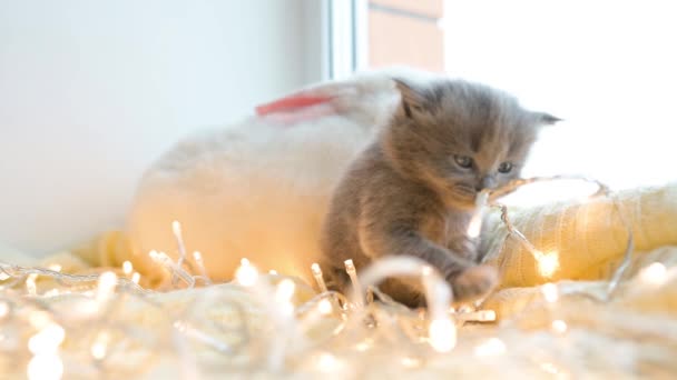 Little cute fluffy kitten sitting with white rabbit with christmas lights on the window of the house, christmas and new year theme — Stock Video