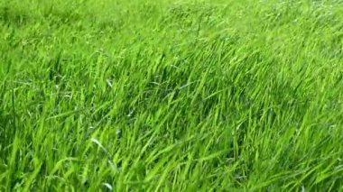 Arka planda yeşil çimenler