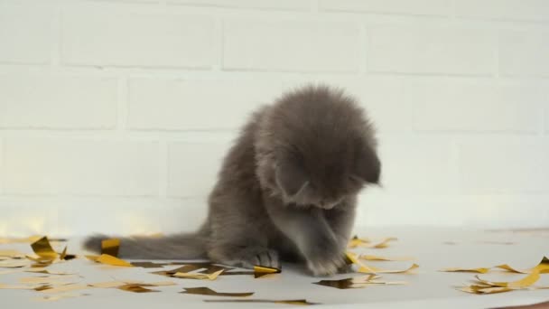 Szürke cica játszik arany flitterek fehér háttér — Stock videók