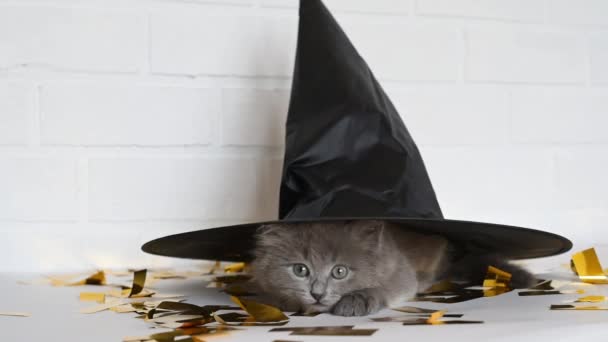 Szary kotek gra ze złotymi cekinami na białym tle — Wideo stockowe