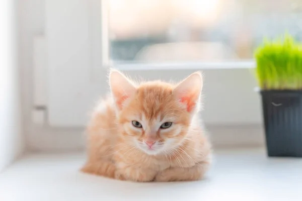 Χαριτωμένο μικρό κόκκινο αστείο γατάκι γάτα κάθεται στο παράθυρο — Φωτογραφία Αρχείου