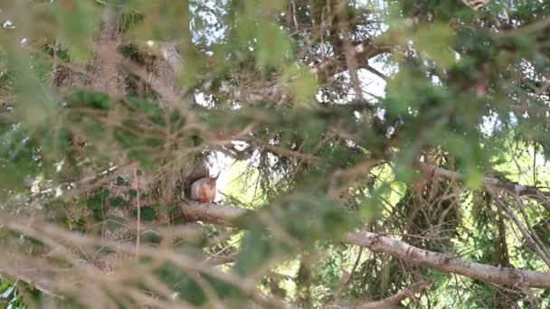 Divertida ardilla pelirroja salta sobre un árbol se sienta a comer una nuez de cerca en la tarde en un parque en la naturaleza en primavera — Vídeo de stock
