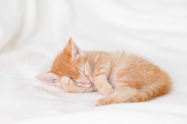 Beyaz bir yatakta uyuyan sevimli kızıl kedicik.