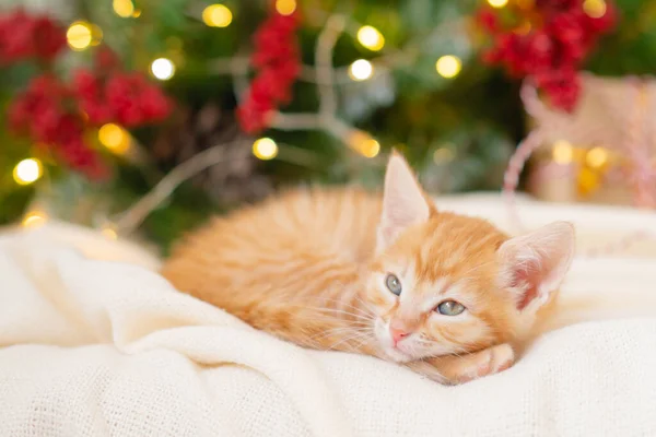 Pequeno gato engraçado gengibre dormindo ao lado de uma árvore de Natal e presentes de Ano Novo — Fotografia de Stock