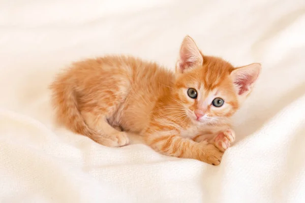 Schattig gember kitten kat liggend op het bed kijken naar de camera thuis — Stockfoto