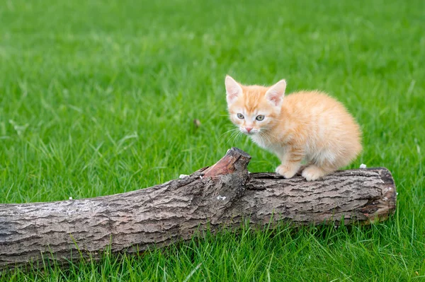 Bonito engraçado gengibre gato gatinho jogar em um fundo de grama verde na primavera na tarde olha para o rosto da câmera close-up — Fotografia de Stock