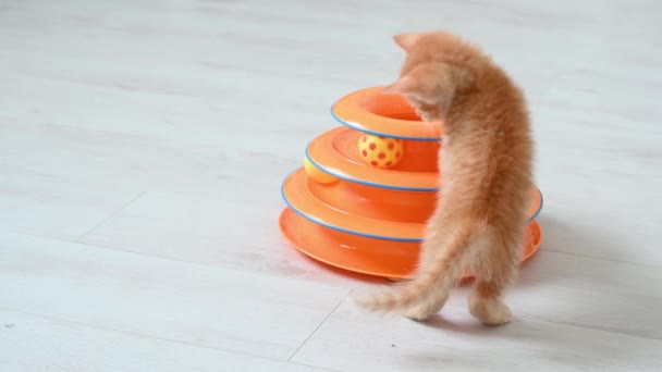 Little cute ginger kitten cat funny playing with a toy close-up on a white background — Stock Video