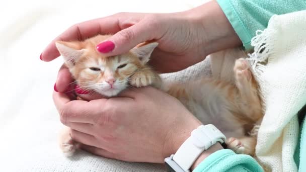 Manos femeninas con manicura de color rojo brillante acariciando a un pequeño gatito jengibre en casa sobre un fondo blanco — Vídeos de Stock