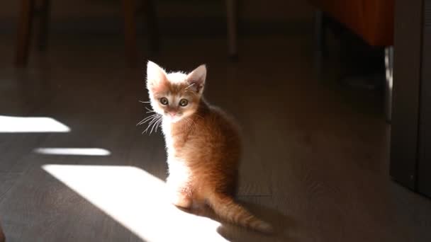 Aranyos kis cica macska ül a padlón a ház a háttérben a nap sugarai nézi a kamera közelkép — Stock videók