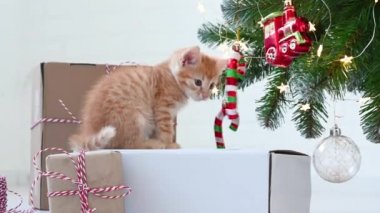 Küçük komik kızıl kedi yavrusu Noel ağacının yanında yeni yıl süslemeleriyle oynuyor.