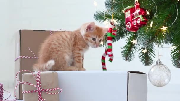 Маленький забавный рыжий котенок играет с новогодними украшениями возле елки смешные зевает — стоковое видео
