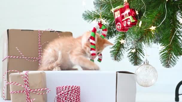 Little funny ginger kitten playing with New Years decorations near the Christmas tree with gifts concept of new year and christmas — Stock Video