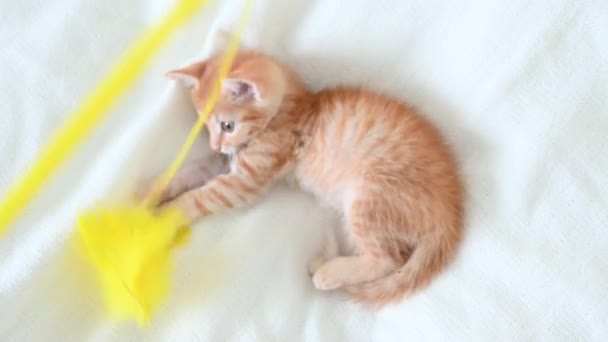 Trochę słodkie imbir kotek kot śmieszne zabawy z a zabawka zbliżenie na biały tło — Wideo stockowe