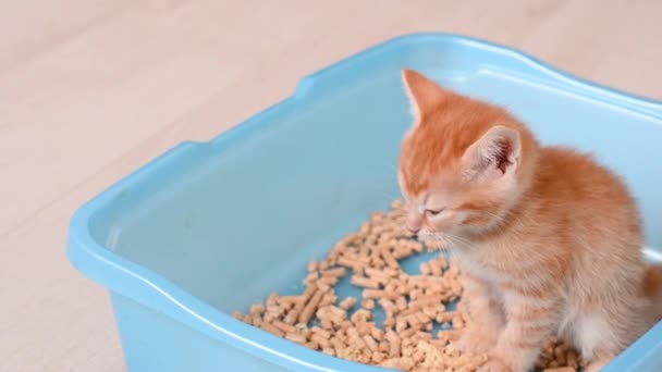 Pequeno engraçado gengibre gatinho senta-se em uma bandeja vai para o banheiro — Vídeo de Stock