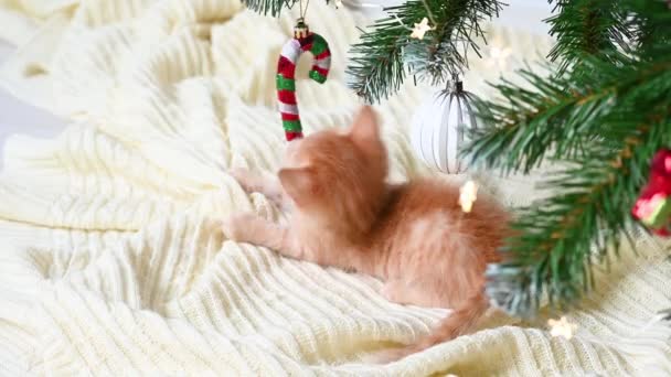 Pequeño gatito jengibre divertido jugando con decoraciones de Año Nuevo cerca del árbol de Navidad con el concepto de regalos de año nuevo y Navidad — Vídeo de stock