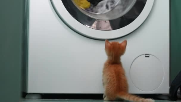 Little ginger funny kitten cat looks how the washing machine works at home — Stock Video