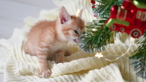 Pequeño gatito jengibre divertido jugando con decoraciones de Año Nuevo cerca del árbol de Navidad con el concepto de regalos de año nuevo y Navidad — Vídeos de Stock