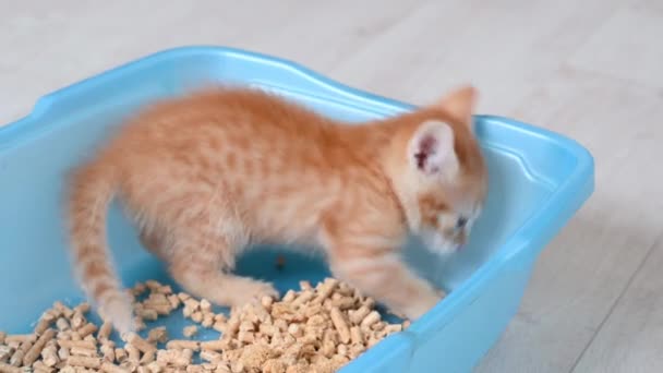 Pequeño divertido jengibre gatito se sienta en un bandeja va al inodoro — Vídeos de Stock