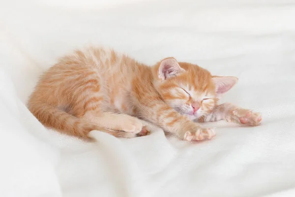 Gatinho de gengibre bonito dormindo em casa em uma cama branca — Fotografia de Stock