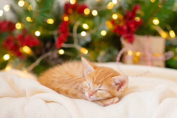 Kleine lustige Ingwer-Katze schläft neben einem Weihnachtsbaum und Neujahrsgeschenken — Stockfoto