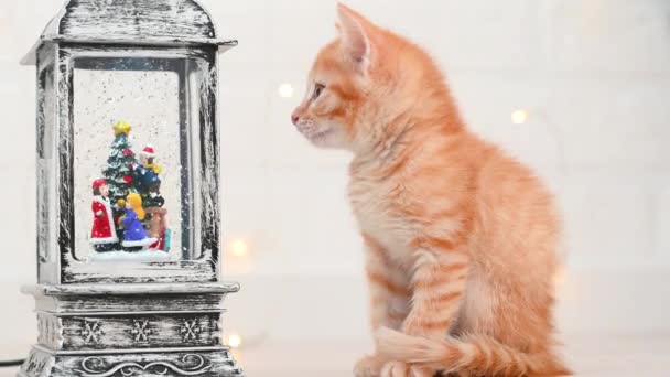 Pouco engraçado gengibre gatinho olha para os anos novos decorações em casa close-up conceito de ano novo e natal — Vídeo de Stock