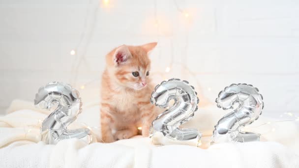 Kleine süße Ingwer Kätzchen Katze mit Zahlen 2022 Weihnachten Neujahr Konzept — Stockvideo