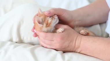 Bir kadının kollarında küçük, kızıl, komik bir kedi yavrusu.