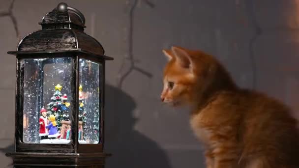 Pequeño gatito jengibre divertido mira las decoraciones de año nuevo en casa primer plano concepto de año nuevo y Navidad — Vídeos de Stock