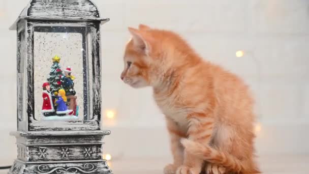 Little funny ginger kitten looks at the new years decorations at home close-up concept of new year and christmas — Stock Video