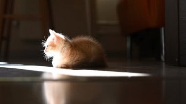 Evin zemininde oturan küçük sevimli kedi yavrusu güneş ışınlarının altında kameraya yakından bakıyor.