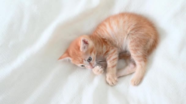 Pequeño lindo jengibre gatito divertido jugando con un juguete primer plano en un fondo blanco — Vídeos de Stock