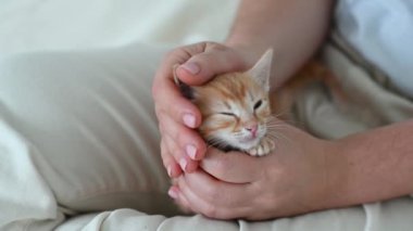 Bir kadının kollarında küçük, kızıl, komik bir kedi yavrusu.