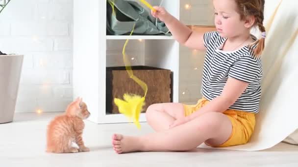 Ginger 'ın küçük tatlı kızı, kızıl, komik kedi yavrusuyla oynuyor. — Stok video