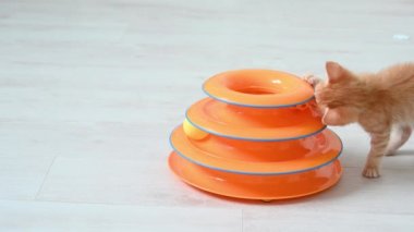 Beyaz bir arka planda oyuncak ile oynayan sevimli kızıl kedicik.