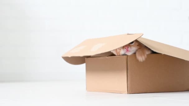 Little cute ginger kitten cat funny playing in a box close-up on a white background — Stock Video