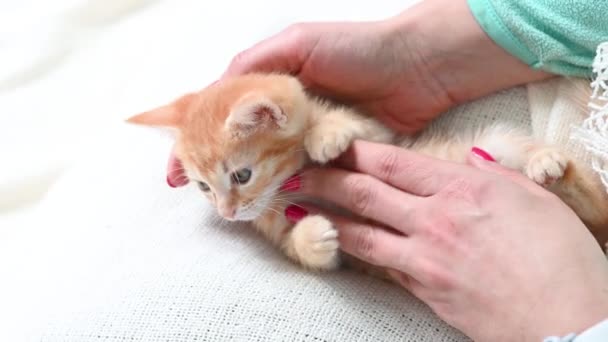 Female hands with bright red manicure stroking a small ginger kitten cat at home on a white background — Stock Video