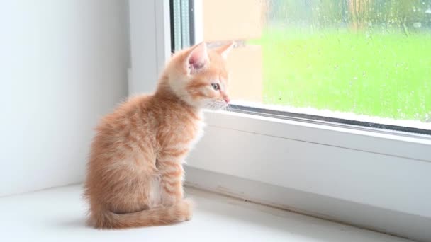 Piccolo gatto gattino zenzero carino si siede sul davanzale della finestra si affaccia fuori dalla finestra nel pomeriggio in primavera — Video Stock