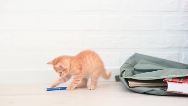Ładny imbir mały kot kociak gra z plecakiem szkoły i niebieski długopis w domu — Wideo stockowe
