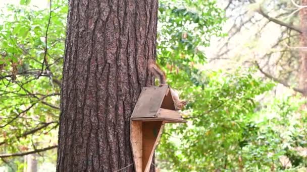 Divertida ardilla pelirroja salta sobre un árbol se sienta a comer una nuez de cerca en la tarde en un parque en la naturaleza en primavera — Vídeo de stock