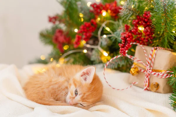 Kleine lustige Ingwer-Katze schläft neben einem Weihnachtsbaum und Neujahrsgeschenken — Stockfoto