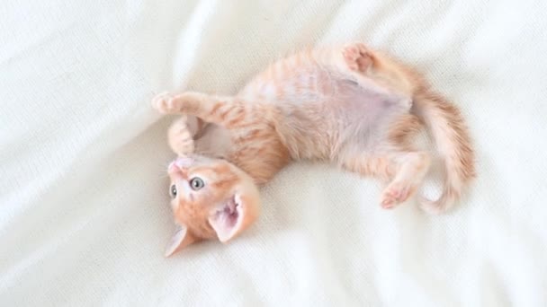 Klein schattig roodharig katje grappig spelen met een speelgoed close-up op een witte achtergrond — Stockvideo